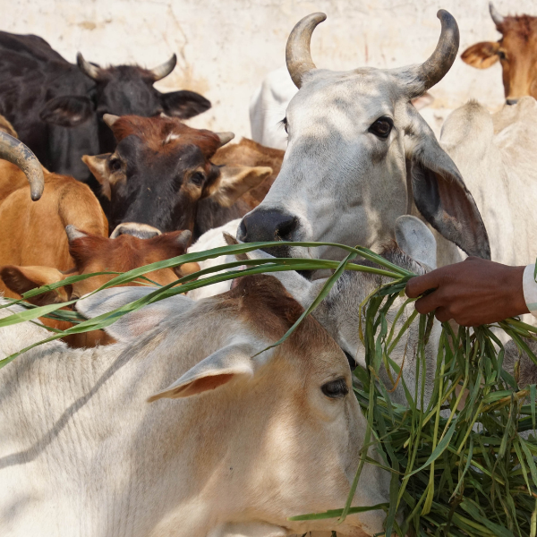cows being fed with greens amdst a herd in the background